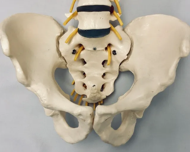 徳島市で推奨する、産後の骨盤への負担を軽減するための正しい抱っこ